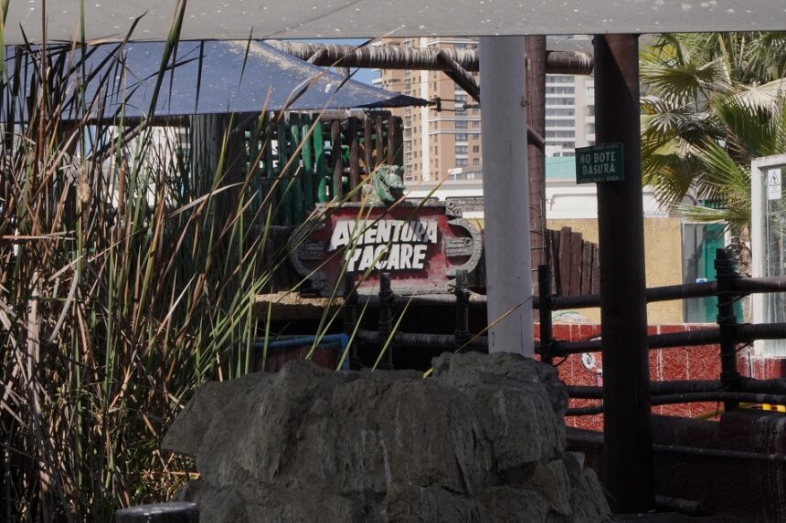 ¡No se quieren ir! Ahora yacarés ponen huevos y complican futuro del parque en Cavancha