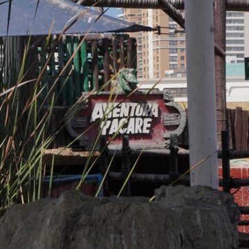¡No se quieren ir! Ahora yacarés ponen huevos y complican futuro del parque en Cavancha