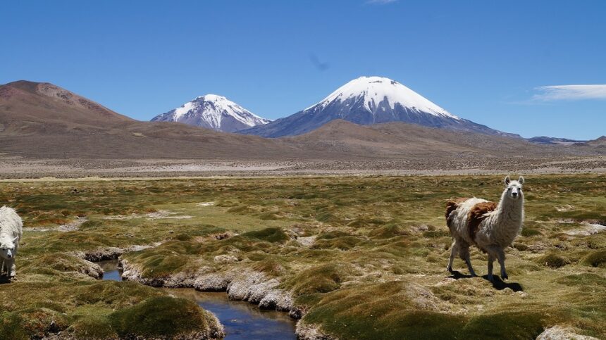 aymaras Seminario internacional impulsa el estudio profundo del idioma aymara: “Las palabras de los Andes despiertan”