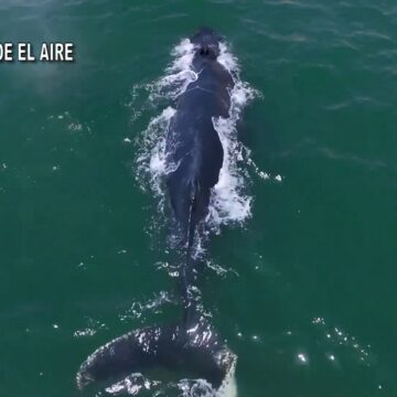ballena 3 El Récord Guinness que pasó de largo: las ballenas más fotografiadas del pacífico