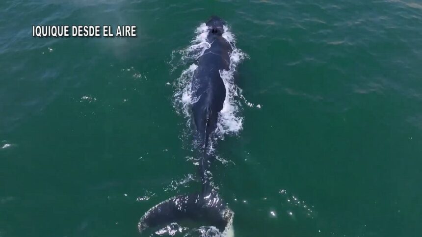 ballena 3 El Récord Guinness que pasó de largo: las ballenas más fotografiadas del pacífico