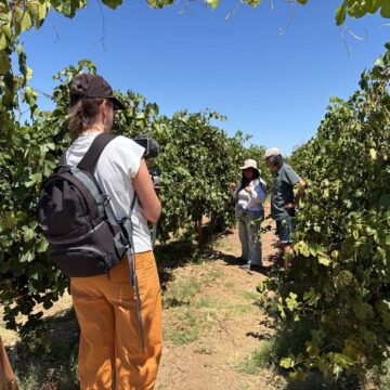 Destacan calidad del vino producido por la UNAP en Canchones