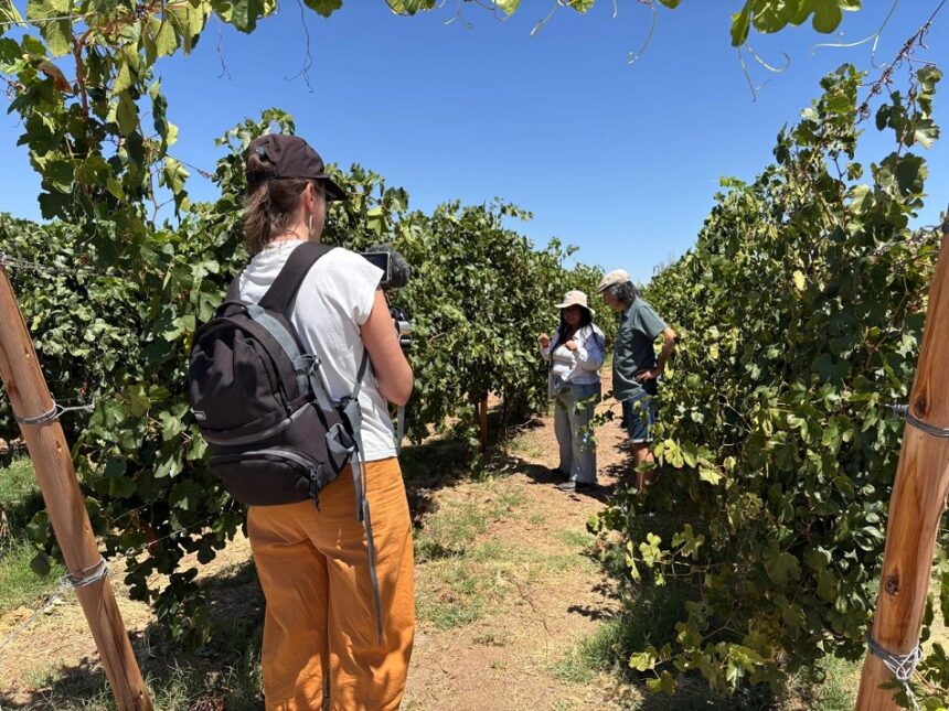 Destacan calidad del vino producido por la UNAP en Canchones