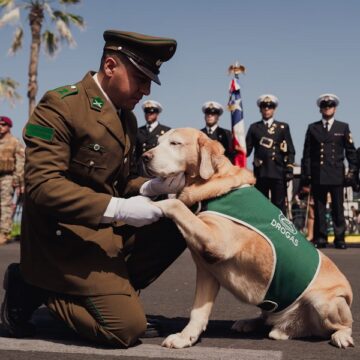 didier Didier, el perro antidrogas de Carabineros que pasa a retiro tras una década de servicio