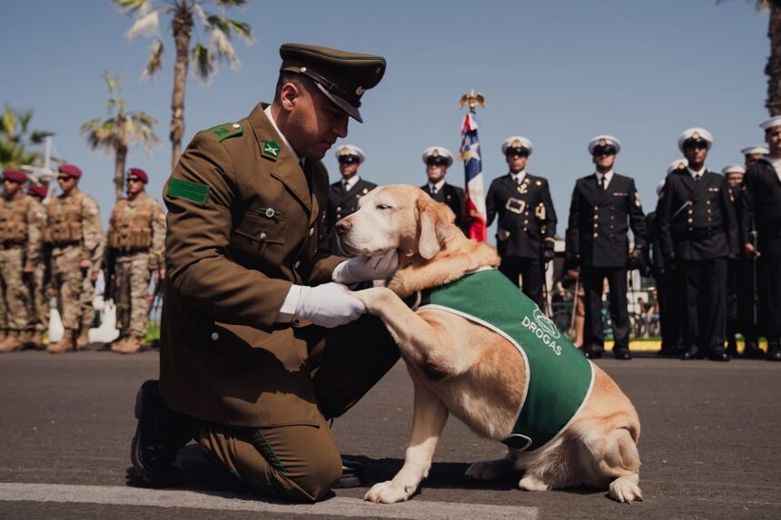 didier Didier, el perro antidrogas de Carabineros que pasa a retiro tras una década de servicio