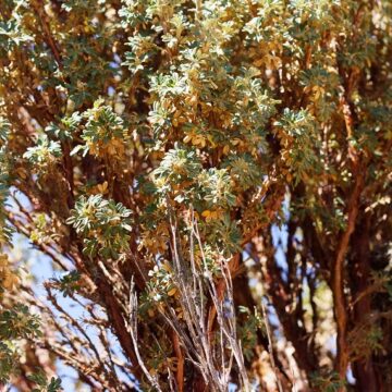 “Polylepis Tarapacana”, la queñoa: el árbol que toma las estrellas con sus ramas