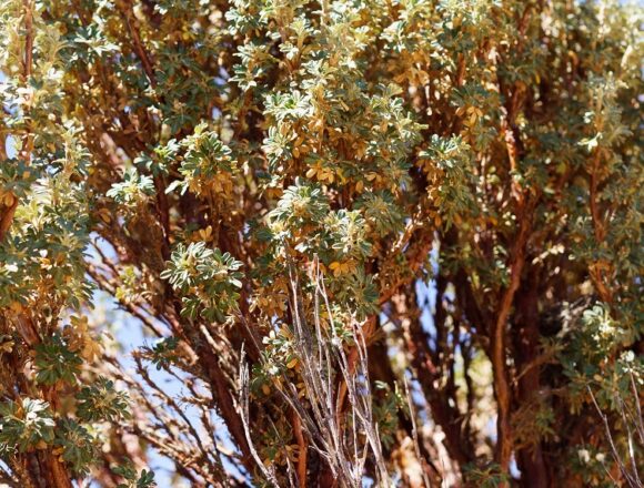 14 ramas queñoa “Polylepis Tarapacana”, la queñoa: el árbol que toma las estrellas con sus ramas