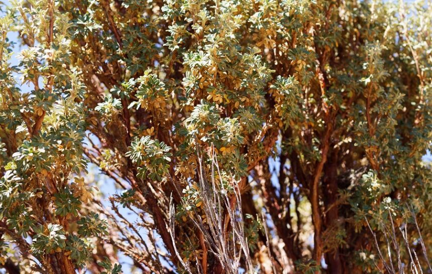 “Polylepis Tarapacana”, la queñoa: el árbol que toma las estrellas con sus ramas