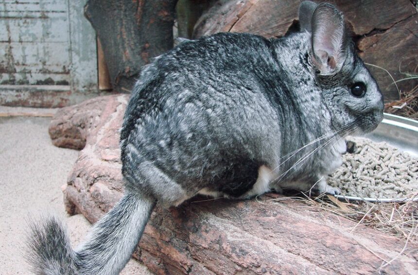 17 Chinchilla La chinchilla, el resort y la soberbia del progreso: la frase que desnudó una visión de país