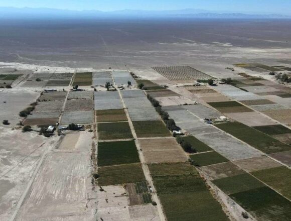Bajo Soga 1 Preparar el terreno para lo que vendrá: Tarapacá potencia agrícola, no sólo minera