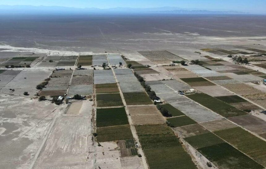 Bajo Soga 1 Preparar el terreno para lo que vendrá: Tarapacá potencia agrícola, no sólo minera