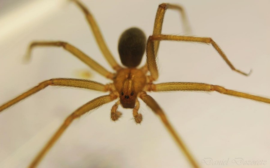 19 araña El éxodo de los arácnidos: Cuando la minería y el desierto empujan a las arañas de rincón hacia las ciudades