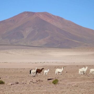 El pasado que puede salvar a los camélidos de Tarapacá