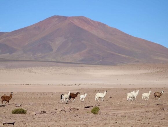 camelidos portada El pasado que puede salvar a los camélidos de Tarapacá