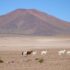 El pasado que puede salvar a los camélidos de Tarapacá