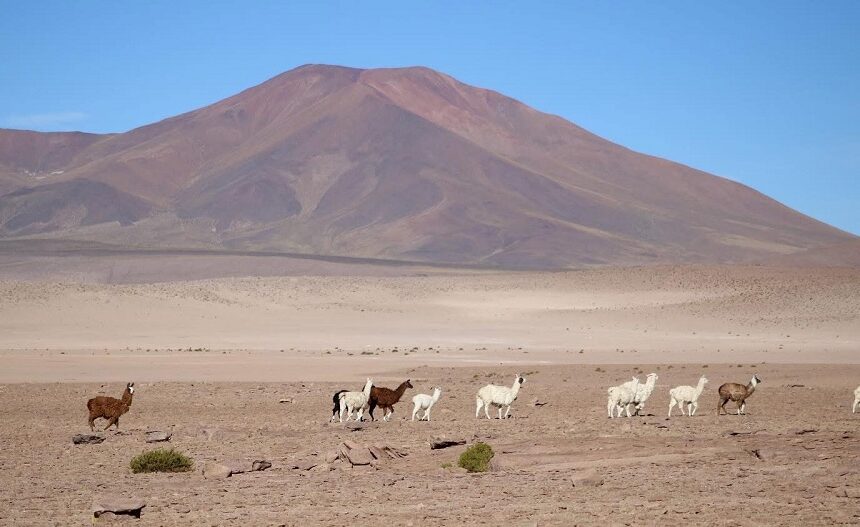 camelidos portada El pasado que puede salvar a los camélidos de Tarapacá
