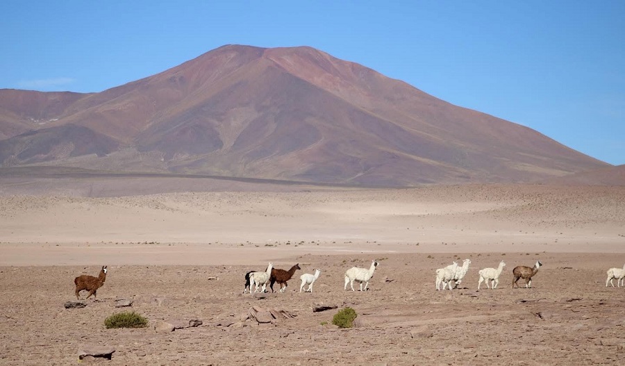 camelidos portada El pasado que puede salvar a los camélidos de Tarapacá