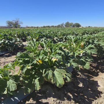 Bajo Soga 07 Impulsan mesa multisectorial para fortalecer el desarrollo agrícola de Bajo Soga