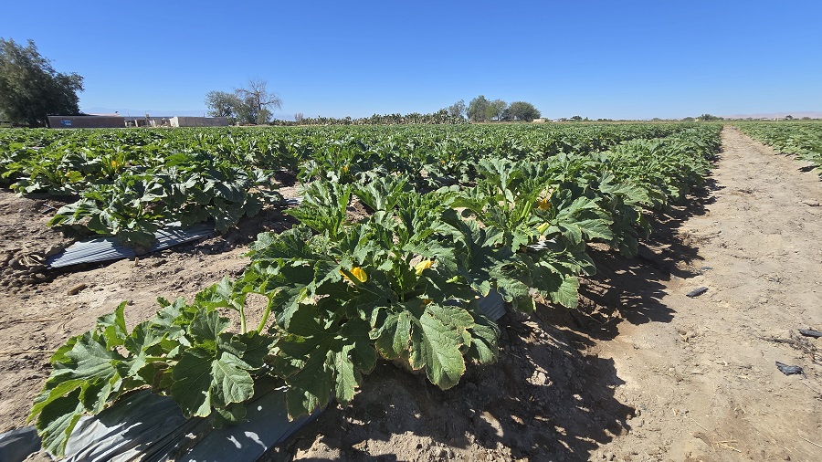 Bajo Soga 07 Impulsan mesa multisectorial para fortalecer el desarrollo agrícola de Bajo Soga