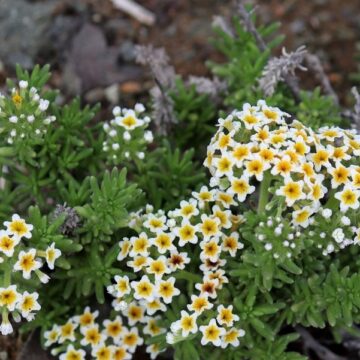 florido 1 El milagro que florece y los riesgos que no se ven: el llamado de los Caminantes del Desierto